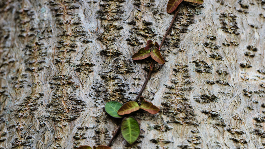Learn More About Kiri: Paulownia’s Ecology