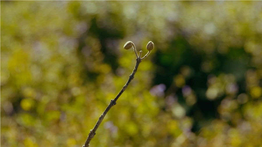 Qualities of Kiribako: An Overview of Paulownia